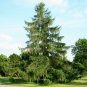 European Larch Larix decidua 100 Seeds