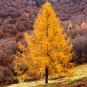 European Larch Larix decidua 100 Seeds