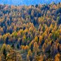 European Larch Larix decidua 100 Seeds