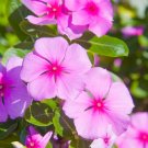Madagascar Periwinkle Catharanthus roseus 100 Seeds Madagascar Periwinkle Catharanthus roseus 100 Seeds