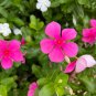 Madagascar Periwinkle Catharanthus roseus 100 Seeds