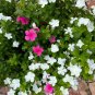 Madagascar Periwinkle Catharanthus roseus 100 Seeds