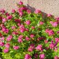 Madagascar Periwinkle Catharanthus roseus 100 Seeds