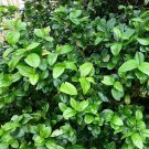 Sandankwa Viburnum Viburnum suspensum 20 Seeds