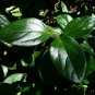 Sandankwa Viburnum Viburnum suspensum 20 Seeds