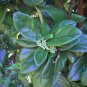 Sandankwa Viburnum Viburnum suspensum 20 Seeds