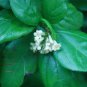Sandankwa Viburnum Viburnum suspensum 20 Seeds