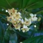 Sandankwa Viburnum Viburnum suspensum 20 Seeds
