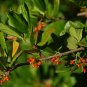 Sandankwa Viburnum Viburnum suspensum 20 Seeds