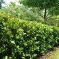 Sandankwa Viburnum Viburnum suspensum 20 Seeds