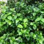 Sandankwa Viburnum Viburnum suspensum 20 Seeds