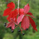 Virginia Creeper Parthenocissus quinquefolia 100 Seeds