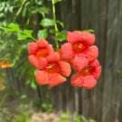 Trumpet Vine Campsis radicans 100 Seeds Trumpet Vine Campsis radicans 100 Seeds
