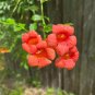Trumpet Vine Campsis radicans 100 Seeds