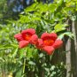 Trumpet Vine Campsis radicans 100 Seeds