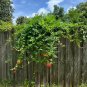 Trumpet Vine Campsis radicans 100 Seeds