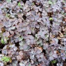 Purple Bidi-Bidi  20 Seeds  Acaena inermis ‘Purpurea’