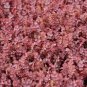 Purple Bidi-Bidi 20 Seeds Acaena inermis ‘Purpurea’