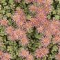 Purple Bidi-Bidi 20 Seeds Acaena inermis ‘Purpurea’