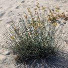Desert Milkweed 20 Seeds Cane Milkweed Asclepias subulata