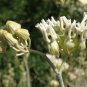 Desert Milkweed 20 Seeds Cane Milkweed Asclepias subulata