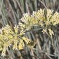 Desert Milkweed 20 Seeds Cane Milkweed Asclepias subulata