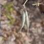Desert Milkweed 20 Seeds Cane Milkweed Asclepias subulata