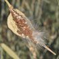 Desert Milkweed 20 Seeds Cane Milkweed Asclepias subulata