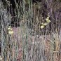 Desert Milkweed 20 Seeds Cane Milkweed Asclepias subulata
