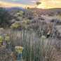 Desert Milkweed 20 Seeds Cane Milkweed Asclepias subulata