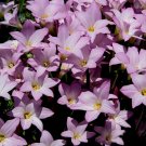 Pink Rain Lily Zephyranthes robusta 20 Seeds Pink Rain Lily Zephyranthes robusta 20 Seeds