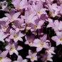 Pink Rain Lily Zephyranthes robusta 20 Seeds