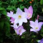 Pink Rain Lily Zephyranthes robusta 20 Seeds