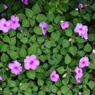 Lavender Impatiens 100 Seeds Impatiens walleriana Lavender Impatiens 100 Seeds Impatiens walleriana