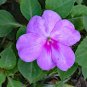 Lavender Impatiens  100 Seeds  Impatiens walleriana