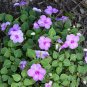 Lavender Impatiens  100 Seeds  Impatiens walleriana