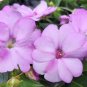 Lavender Impatiens  100 Seeds  Impatiens walleriana