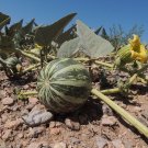 Buffalo Gourd 10 Seeds Cucurbita foetidissima Buffalo Gourd 10 Seeds Cucurbita foetidissima