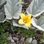 Buffalo Gourd  10 Seeds  Cucurbita foetidissima
