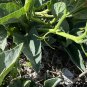 Buffalo Gourd  10 Seeds  Cucurbita foetidissima