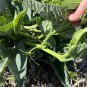 Buffalo Gourd  10 Seeds  Cucurbita foetidissima