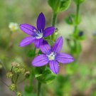 Venus’ Looking Glass  750 Seeds  Specularia perfoliata