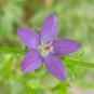 Venusâ Looking Glass 750 Seeds Specularia perfoliata