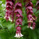 Himalayan Honeysuckle 250 Seeds Leycesteria formosa Himalayan Honeysuckle 250 Seeds Leycesteria formosa