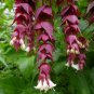 Himalayan Honeysuckle 250 Seeds Leycesteria formosa