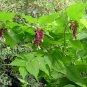 Himalayan Honeysuckle 250 Seeds Leycesteria formosa