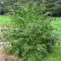 Himalayan Honeysuckle 250 Seeds Leycesteria formosa