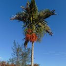 Alexander Palm Ptychosperma elegans 20 Seeds Alexander Palm Ptychosperma elegans 20 Seeds