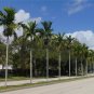 Alexander Palm Ptychosperma elegans 20 Seeds