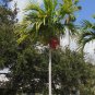 Alexander Palm Ptychosperma elegans 20 Seeds